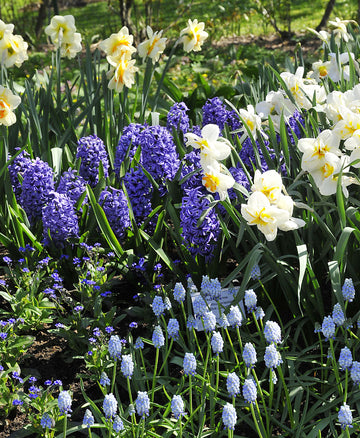 Hyacinter (Hyacinthus orientalis) i vårrabatten med påskliljor, pingstliljor och pärlhyacinter – doftande vårblommande lökar i mullrik, väldränerad jord.