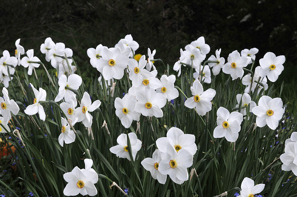 Poetnarciss ’Actaea’ (Narcissus poeticus) i aprilblomning – plantering i näringsrik, fukthållande men väldränerad jord i soligt läge; skötsel med benmjöl och lövkompost.