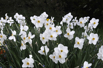 Poetnarciss (pingstlilja) Narcissus poeticus 'Actaea' – doftande vårblommande narcisser; rådjurssäker lökväxt för trädgård, balkong, rabatt, kruka och förvildning i sol/halvskugga.