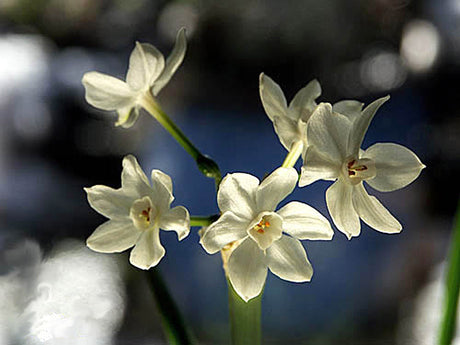 Tazetten (Narcissus tazetta) – jul- och vinterblomma med vita, doftande blommor; odlad från lök i glascylinder med stenkross; odling och skötsel i kruka, vattning och placering ljust och svalt