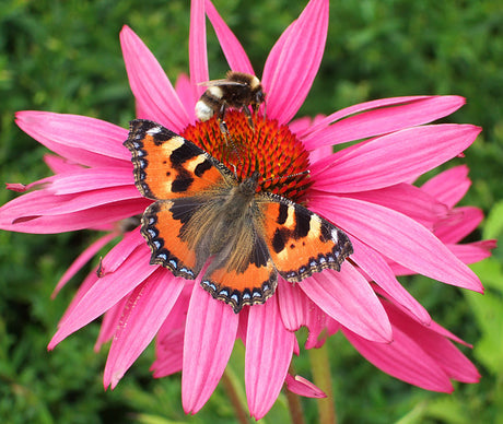 Färgstark nässelfjäril (Aglais urticae) och humla söker nektar i vårblommor och fjärilsväxter i trädgården nära brännässlor – tidiga vår- och försommarens pollinatörer.