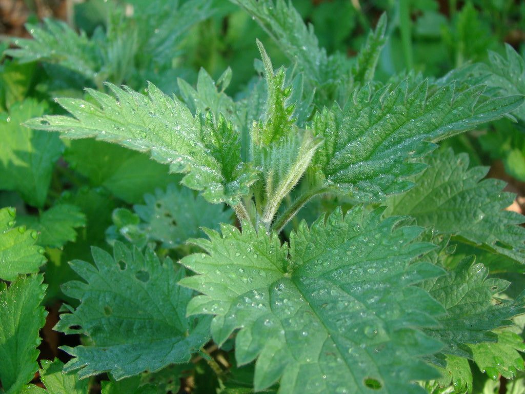 Nässlor för nässelvatten i trädgården – naturlig gödsel och marktäckning med gräsklipp; tips för hallon, jordgubbar, bladlöss (såpa/T-sprit) och balkongodling.