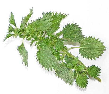 Nässelvatten (nettle water) homemade fertilizer: stinging nettles fermenting in a bucket for sustainable organic gardening; boosts soil health, compost and mulch; dilute 1:10 for foliar or soil drench.