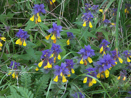 Natt och dag (Melampyrum nemorosum) i blom – blåvioletta och gula vårblommor som bildar mattor i lundar och skogsbryn i södra Sverige; del av vårens flora med arter som vitsippa, gullviva, vårlök och liljekonvalj.