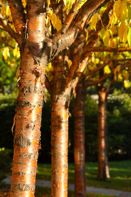 Näverhägg (Prunus maackii, gulbarkig hägg) som stamträd med gyllengul höstfärg och bärnstensfärgad, flagande bark; härdig i zon 7, snabbväxande och lättodlad.