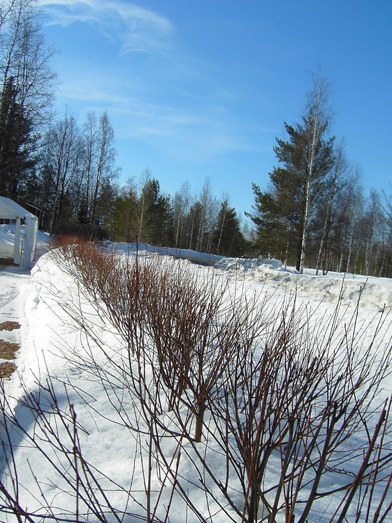 Anlagd näverhägg (Prunus maackii) som trädgårdshäck efter björkhäck – etappvis etablering med planteringsdike och beskärning för tät, förgrenad häck med glänsande gulbrun bark.