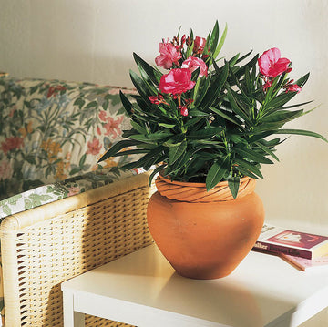 Oleander (Nerium oleander) i kruka på terrassen med hibiskus och trillingblomma – färgexplosion som övervintras vintertid inomhus i frostfritt uterum eller inglasad balkong.