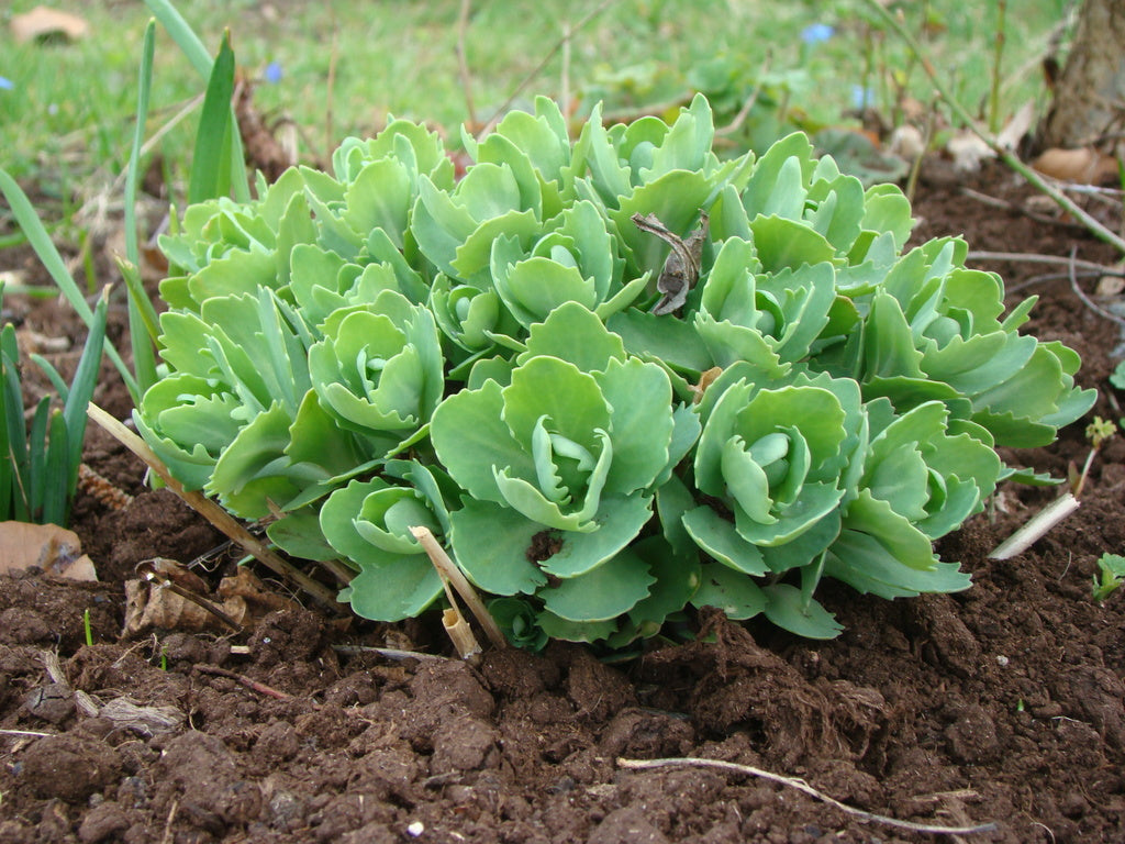 Nerklippt kärleksört i trädgården – skötsel av perenner: klippa på våren istället för hösten, rensa fjolårsris och lämna löv som skydd; prydnadsgräs klipps sist.