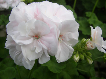 Zonalpelargon 'Nicolaj' – Mårbackaliknande, dubbelt blommande pelargon med vita rosenknoppar och rosa schatteringar; pelargonsticklingar, skötsel och odling hos Odla.nu.