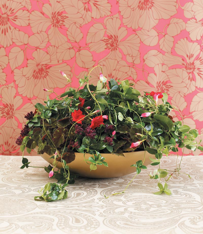 Aktuella trender och säsongsinspiration: Nature Nouveau-inspirerad Dipladenia (bägarranka) för mors dag – blommande slingerväxt i Art Nouveau-stil, trendig vår- och sommarpresent.