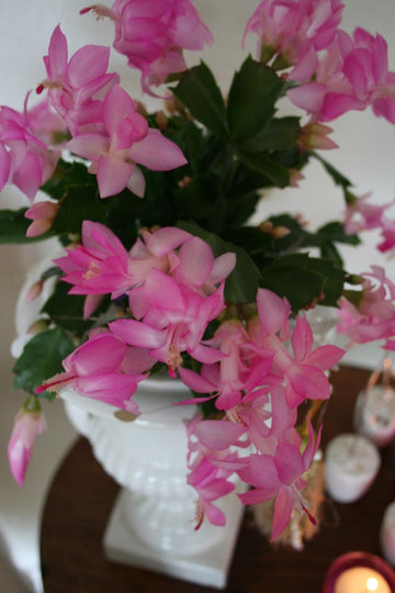 Novemberkaktus (Schlumbergera truncata) i urna på fot med rosa och vita blommor, modern inredning i svart, vitt och grönt med barocka mönster och silverdetaljer.