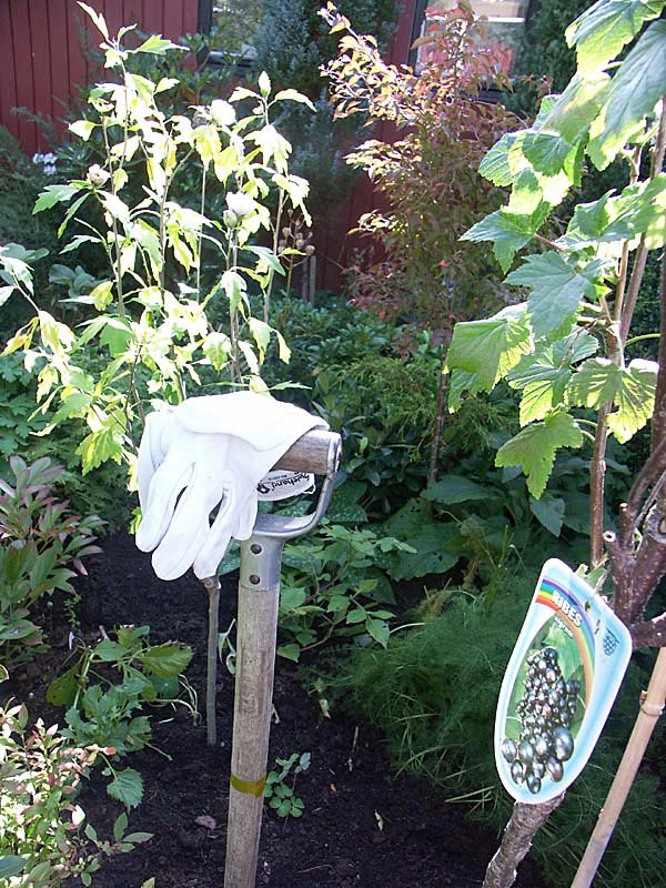 Nyplanterade buskar i trädgården på hösten – höstplantering av lövfällande buskar och häckväxter för starkt rotsystem; gräv stor grop, blanda kogödsel, vattna väl och undvik sen plantering av vintergröna.