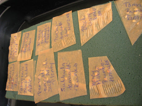 Så frön i kaffefilter på grön oasis i plasttråg – snabb koll på grobarhet och förkultivering av tomat, chili, pelargon och perenner som Helleborus med kylbehandling/stratifiering.