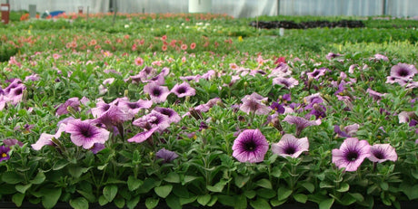 Odla.nu – e-handel för trädgård i Sverige: hållbara förpackningar, snabb leverans och trygg e-handel av fröer, lökar, pelargonsticklingar, perenner, buskar och klätterväxter.