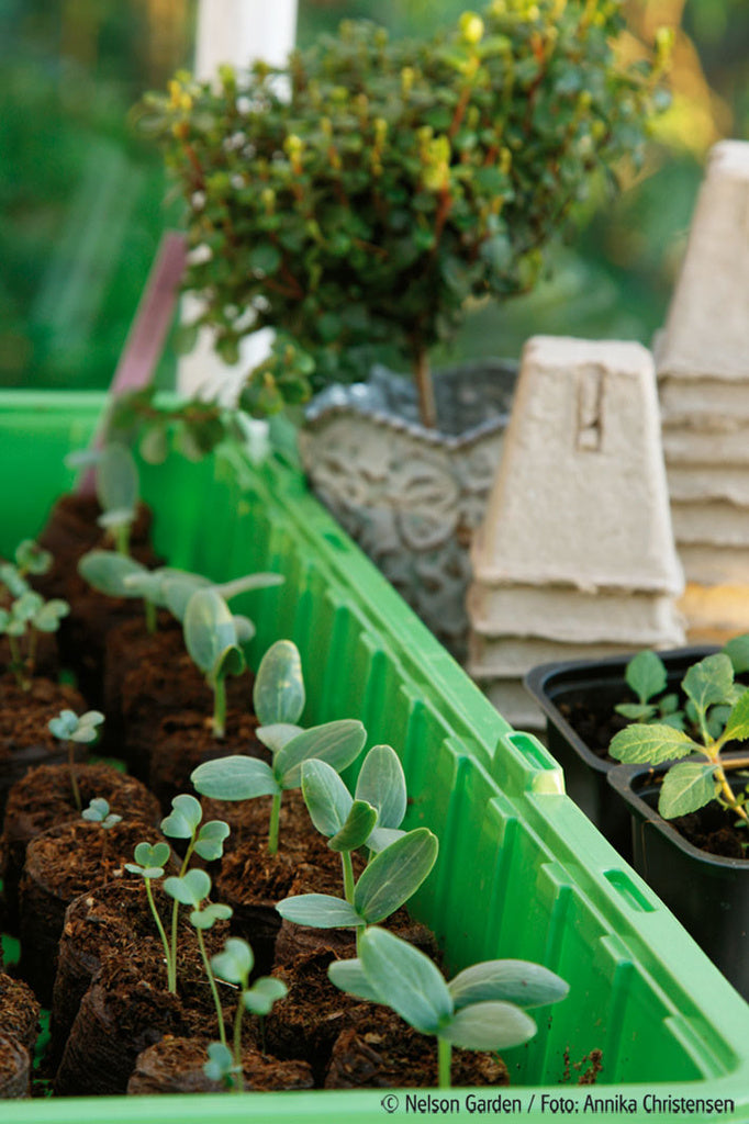 Odling i minidrivhus (miniväxthus) på fönsterbräda – frösådd i såjord och torvbriketter, småplantor gror i fuktigt mikroklimat med ventilation, inför omplantering.