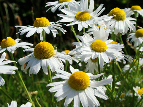 Ogräs i trädgården på våren – fröogräs och rotogräs sprider sig via frön och rötter; bekämpning genom rensning och täckning innan de konkurrerar med grönsaksplantor.
