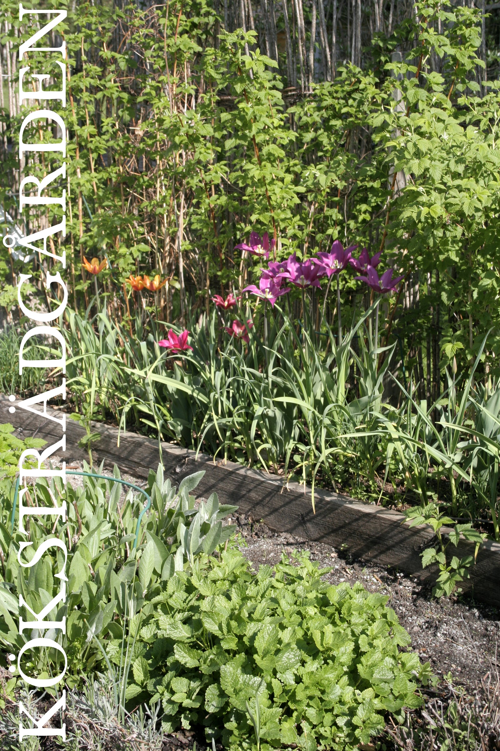 Plantering i oktober: samodla hallon, vitlök och tulpaner i hallonland med täckodling och benmjöl – gynnar bin/pollinerare och ger frisk, riklig skörd i trädgården.