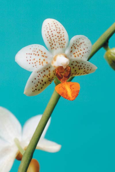 Brudorkidé (Phalaenopsis-hybrider) i inredning – epifytisk orkidé i Orchidaceae som krukväxt inomhus, vita/rosa blommor, trivs på ljus plats med jämn fukt och hög luftfuktighet för lång blomning.