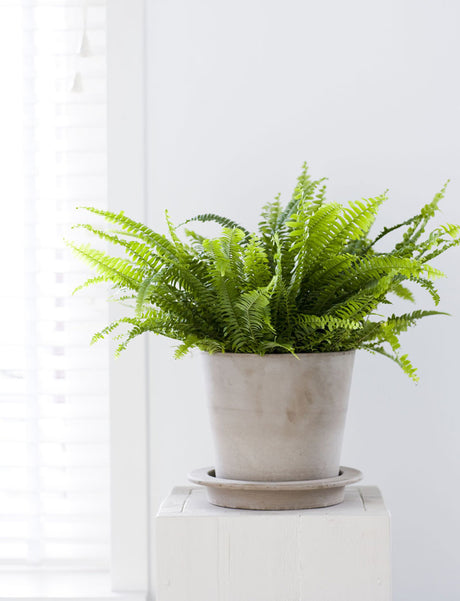 Spjutbräken ormbunke i modern inredning – tålig, giftfri krukväxt som luftrenar och luftfuktar, förbättrar inomhusklimatet i hem, kontor och badrum vintertid.