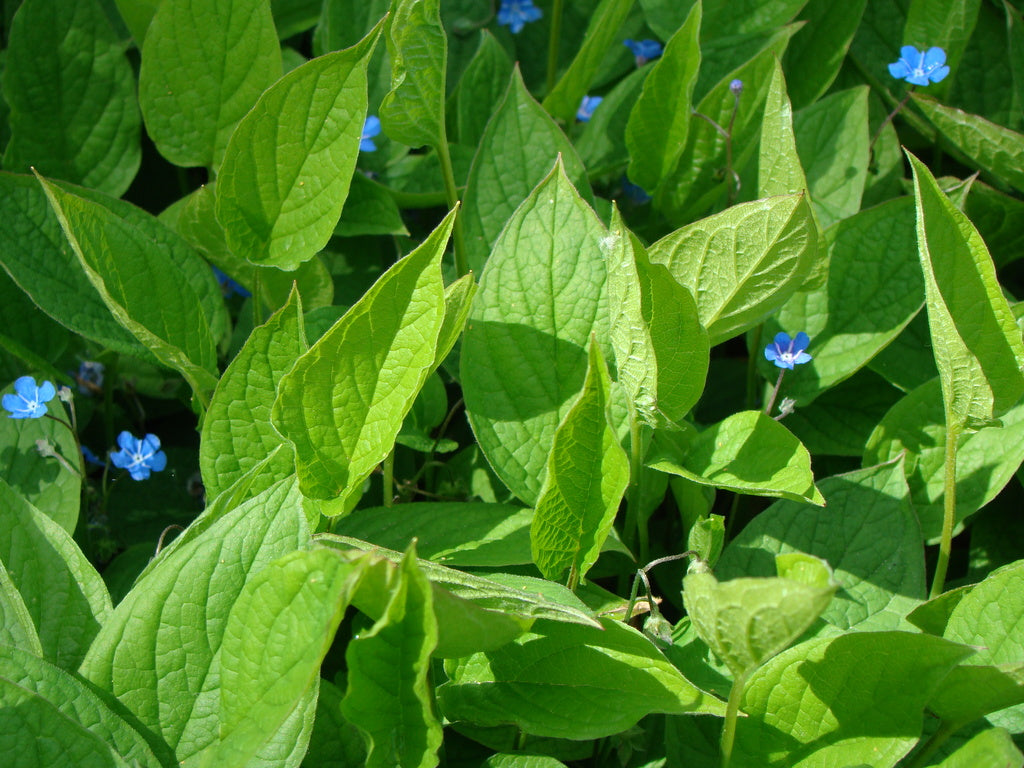Plantera perenner från Odla.nu: småplantor i väldränerad jord och halvskugga – alunrot, lavendel, stäppsalvia m.fl.; tips för vattning, gödsling och marktäckare; barrotade perenner och blommor för pollinatörer.