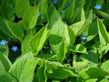 Plantera perenner från Odla.nu: småplantor i väldränerad jord och halvskugga – alunrot, lavendel, stäppsalvia m.fl.; tips för vattning, gödsling och marktäckare; barrotade perenner och blommor för pollinatörer.