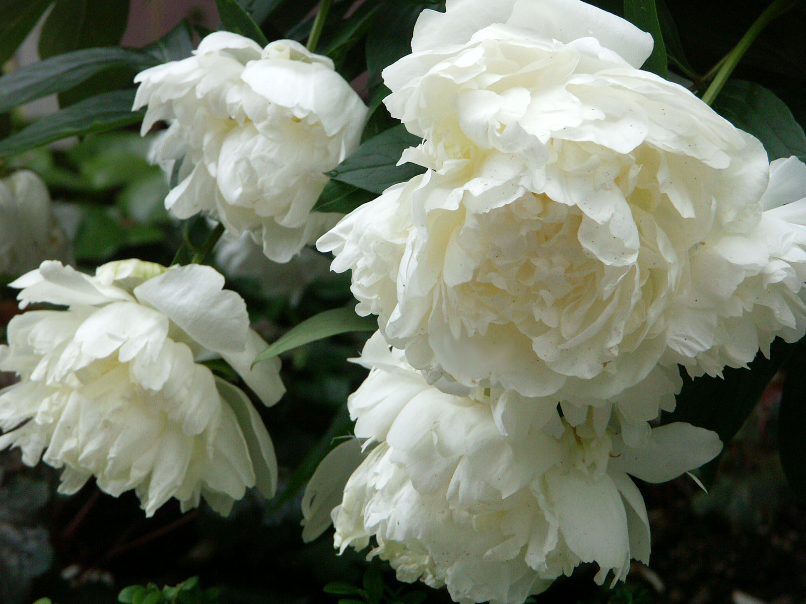 Vit pion, Paeonia lactiflora 'Le Cygne', sommarblommande perenn med sval elegans för vit trädgård – doftande vita blommor i månskensträdgård och Sissinghurst-inspirerad rabatt.