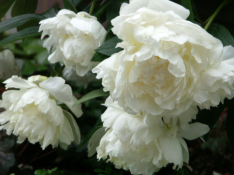 Vit pion, Paeonia lactiflora 'Le Cygne', sommarblommande perenn med sval elegans för vit trädgård – doftande vita blommor i månskensträdgård och Sissinghurst-inspirerad rabatt.