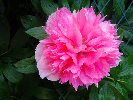 Bondpion 'Rosea Plena' (Paeonia x festiva) – dubbelt rosa pion i svensk trädgård; tuff och härdig upp till zon 8; odlas soligt i kalkrik, väldränerad jord med brunnen stallgödsel; jämförs ofta med Paeonia lactiflora 'Festiva Maxima'
