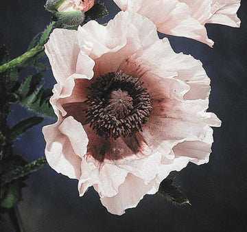 Vallmo Papaver 'Perry's White' i blom i trädgården – samla frön på hösten och fröförvaring: torrt, svalt och mörkt; tips för sådd och hållbarhet.