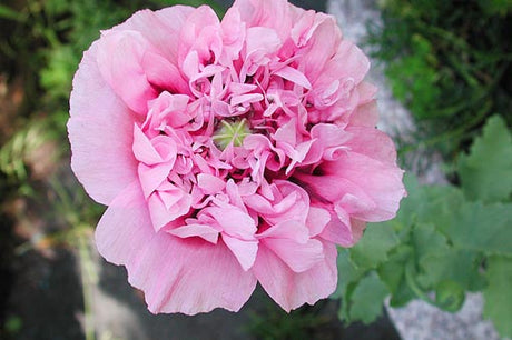 Pionvallmo (Papaver paeoniflora) i rosaton – årets nyhet bland sommarblommorna 2025, i linje med trender 2025; vacker vallmo för odling i rabatt, kruka och som snittblomma.