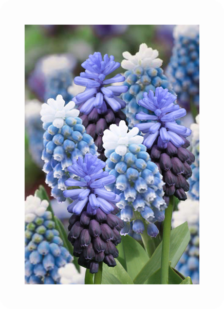 Pärlhyacint (Muscari) med blå vårblommor – lättodlad vårblommande lökväxt för odling och plantering i grupper i kruka och rabatt, i väldränerad jord, blommar april–maj.