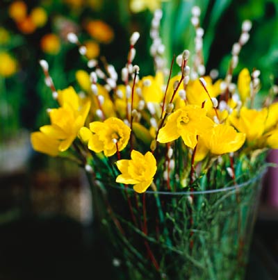 Påsklilja som snittblomma i vas – skötsel och placering: ställ svalt, undvik direkt solljus och frukt (etylengas), skär stjälkar diagonalt, sätt i kallt vatten med näring och byt vatten ofta för längre hållbarhet under vår och påsk.