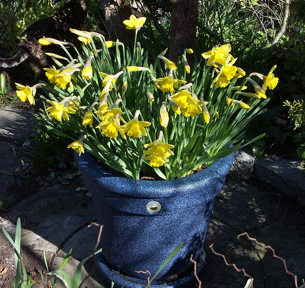 Vårkruka med påskliljor (narcisser) – krukodling och drivning av höstlökar; plantera lökar sent på senhösten och förvara frostfritt för tidig blomning i vårkruka med tulpaner, krokus, scilla och pärlhyacint.