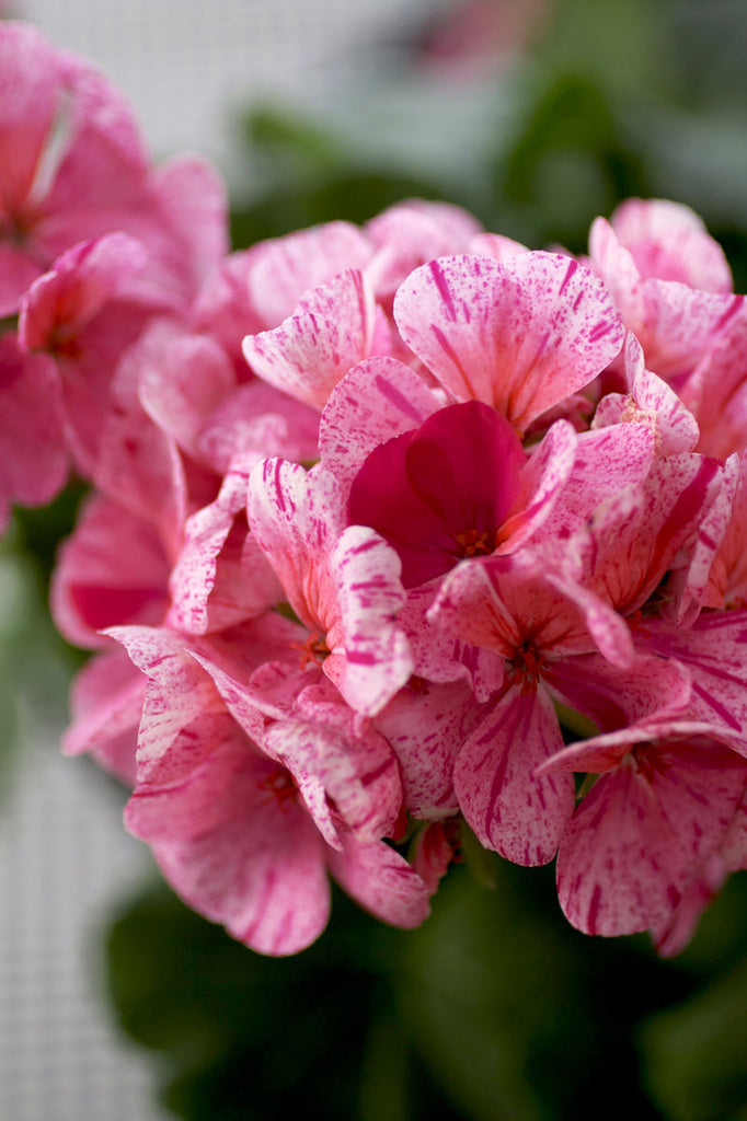 Äggskalspelargonen Avenida – zonalpelargon med oregelbundna fläckar och prickar; Årets Pelargon, tålig för inglasad balkong och soligt söderfönster, Blomsterfrämjandet och Mäster Grön.