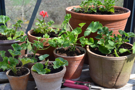 Pelargoner på väg upp i växthus – pelargonsticklingar där blommor och knoppar plockas bort för bättre rotbildning, planterade i rätt krukor med sparsamt vattning och näring hos Odla.nu