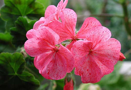 Pelargonium 'Raspberry Ripple' – pelargon (zonalpelargon) i nävväxtfamiljen Geraniaceae med typiskt osymmetriska blommor; Geranium vs Pelargonium, populär kruk- och sommarblomma