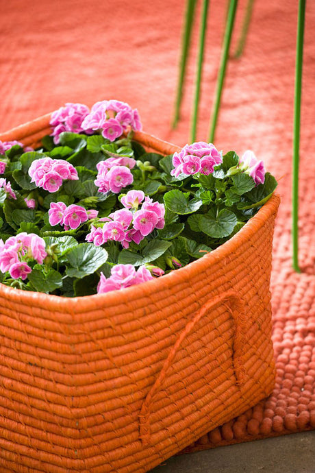 Pelargoner i korg – doftpelargoner (rosengeranium) med aromatiska blad för balkong, terrass och trädgård; lättskötta Pelargonium som blommar rikligt på sommaren och kan hålla insekter borta.