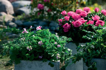 Pelargonium graveolens rosengeranium – doftpelargon (Doktor Westerlunds hälsoblomma) med djupt flikiga gröna blad och blekrosa blommor, kryddig rosdoft och eteriska oljor; perfekt doftande krukväxt för balkong, terrass och doftträdgård.
