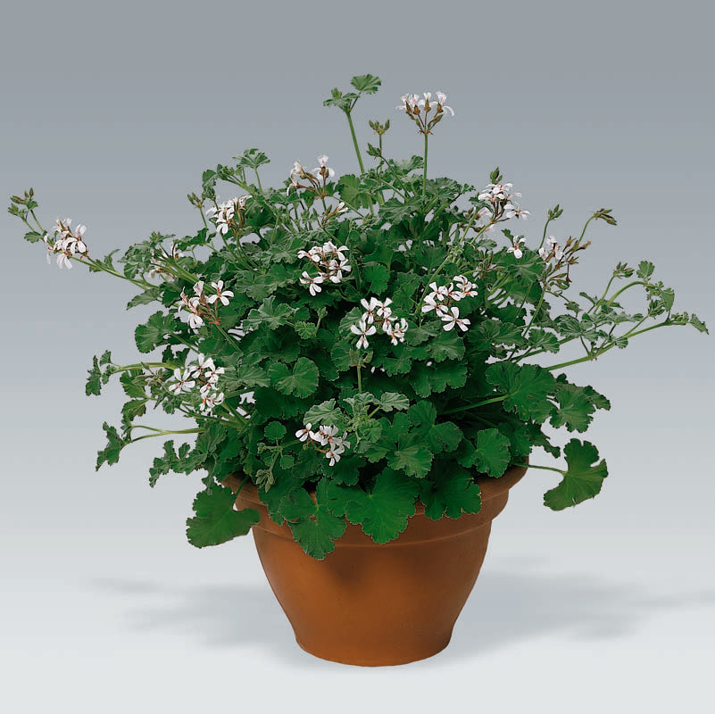 Pelargonium x fragrans – muskotpelargon (Nutmeg Scented Geranium) med små vita blommor, grågröna sammetsblad och kryddig muskotdoft; doftpelargon ’Kiefers Muskotduft’ i kruka.