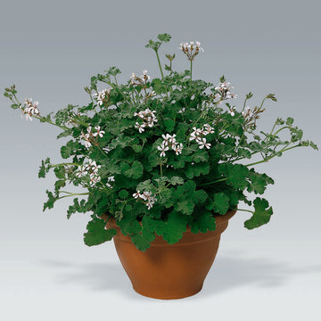 Pelargonium x fragrans – muskotpelargon (Nutmeg Scented Geranium) med små vita blommor, grågröna sammetsblad och kryddig muskotdoft; doftpelargon ’Kiefers Muskotduft’ i kruka.