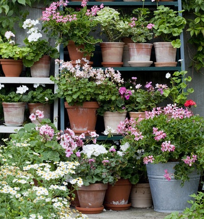 Pelargontrappa med Sveriges toppval – röd ’Diabolo’, Mårbackapelargon ’Dolce Vita’ (ljusrosa), vit ’Tango White’ och kärlekspelargonen ’Calliope’; Blomsterfrämjandet lyfter pelargontrender 2025 med nyheten Årets Pelargon ’Summer Twist Rose’.