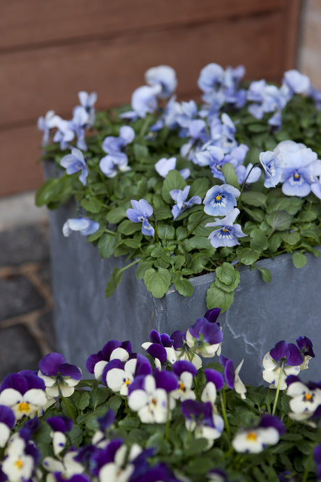 Penséer i korgar och krukor på vårstädad trappa vid entrén i mars – tåliga vårblommor som lyser upp trädgården; tid för beskärning av prydnadsbuskar.