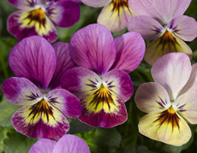 Färgglada penséer (Viola x wittrockiana) för vårens planteringar – köldtåliga vårblommor som tål frostnätter, i krukor och rabatter | Blomsterfrämjandet
