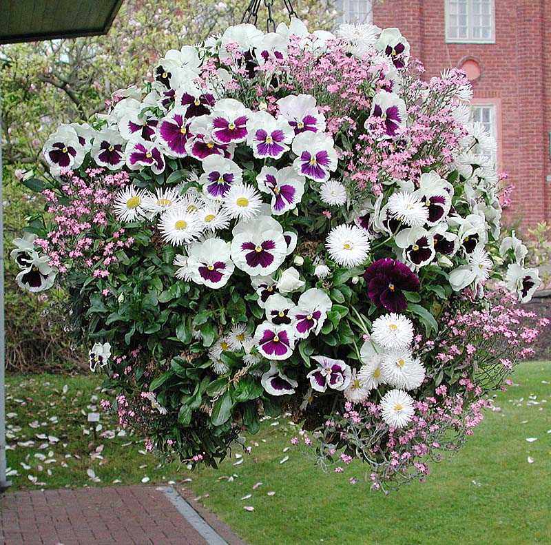 Vinterpenséer (Viola x wittrockiana) i ampel med förgätmigej på balkong – tåliga mot kyla och ger tidig vårkänsla och lång blomning.