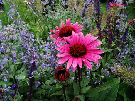 Perennrabatt med perenner i lager: strukturväxter, utfyllnadsväxter och marktäckande växter – prydnadsgräs Miscanthus, fläckflockel och höstflox för hållbar planering.