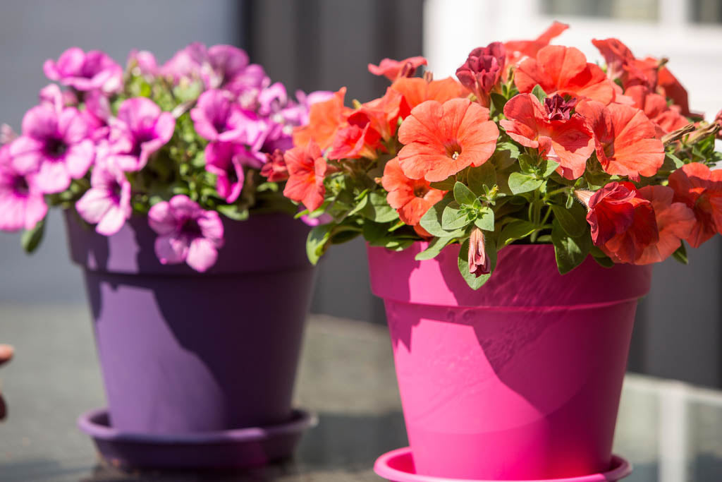 Färgstarka petunior i amplar och krukor – sommarblomma för balkonglådor och trädgård; Surfinia, grandiflora/multiflora, lång blomning i soligt läge.