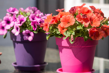Färgstarka petunior i amplar och krukor – sommarblomma för balkonglådor och trädgård; Surfinia, grandiflora/multiflora, lång blomning i soligt läge.