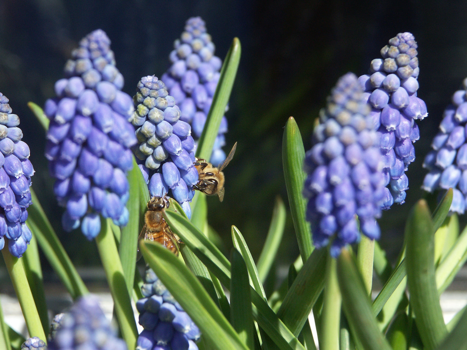 Naturlik plantering med vårblommande lökar i trädgård: pärlhyacint (Muscari armeniacum), snökrokus, stor vårstjärna (Chionodoxa), kungsängslilja och liljeblommande tulpaner – trädgårdstrend som gynnar biologisk mångfald.