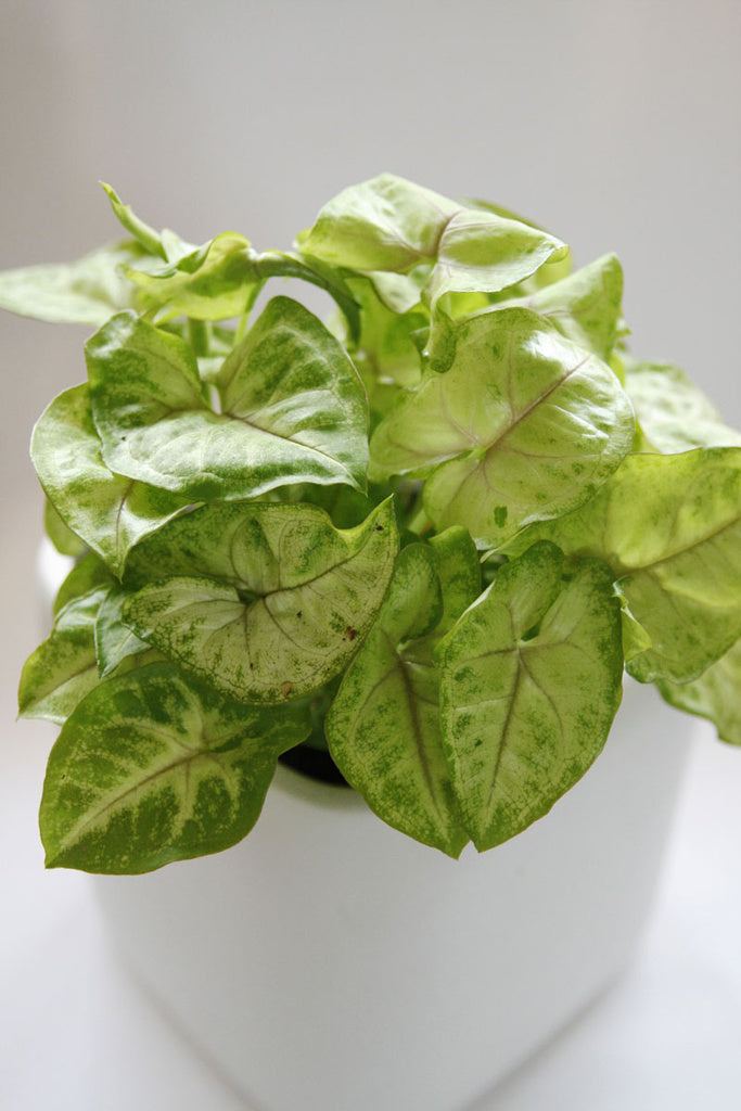 Pilspetsranka (Syngonium podophyllum) – lättskött rumsväxt med dekorativa, mönstrade blad; trivs i ljus/halvskugga; klättrande eller ampel; Blomsterfrämjandet skötselråd