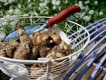 Plantera vårlökar i rabatt – allium, tulpaner, narcisser, krokus och pärlhyacinter – grupplantering i lökkorgar med rätt planteringsdjup, benmjöl och väldränerad jord för lång vårblomning.